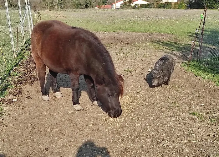 Vakantiehuis La Mini Ferme Avec Piscine